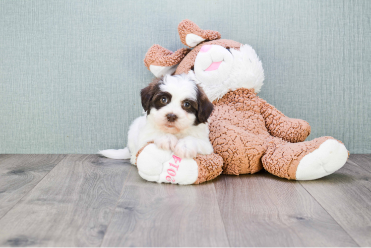 Friendly Teddy Bear Baby