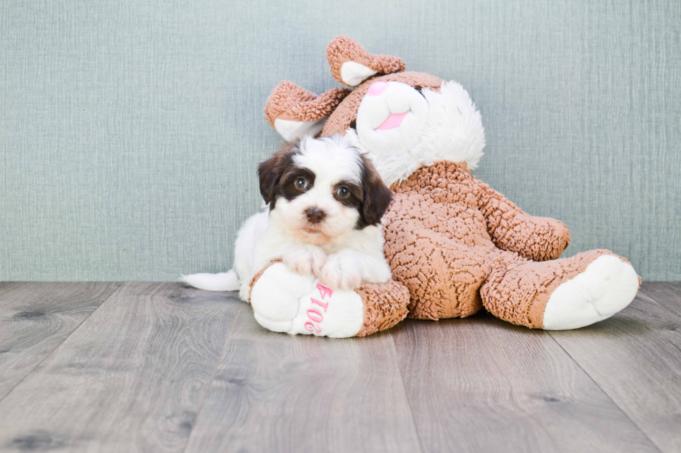 Friendly Teddy Bear Baby