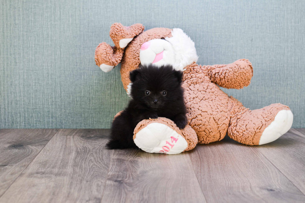 Playful Pomeranian Purebred Pup