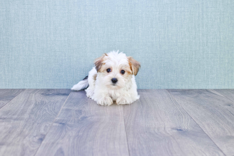 Morkie Pup Being Cute