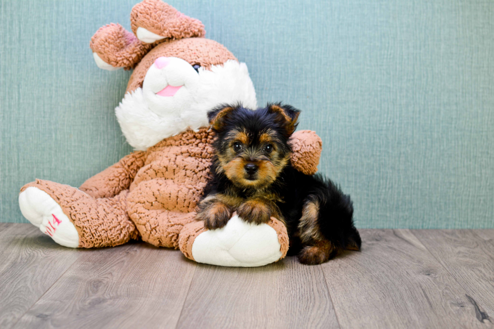 Meet Lisa - our Yorkshire Terrier Puppy Photo 