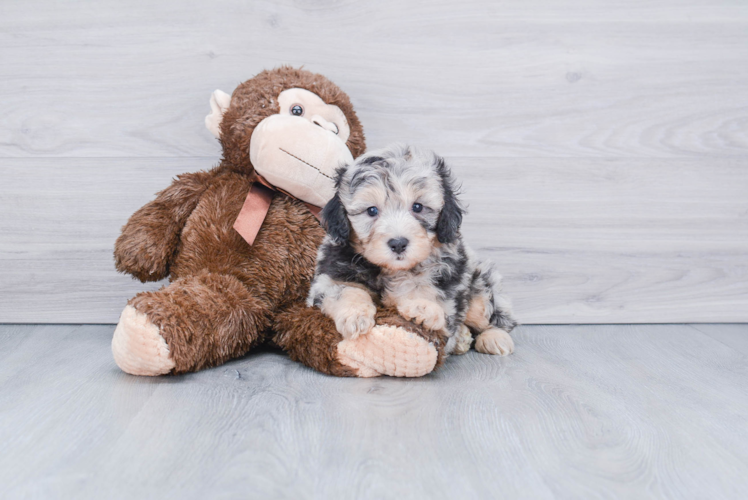 Best Mini Aussiedoodle Baby