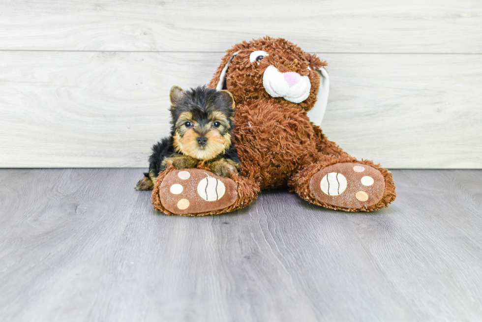Meet Beckham - our Yorkshire Terrier Puppy Photo 