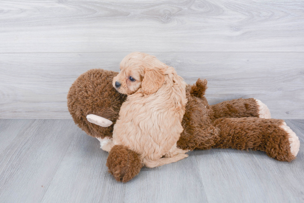 Popular Cavapoo Poodle Mix Pup