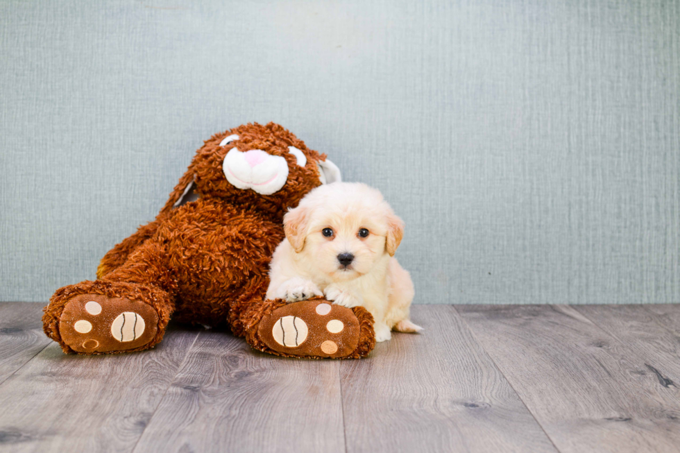 Small Maltipoo Baby