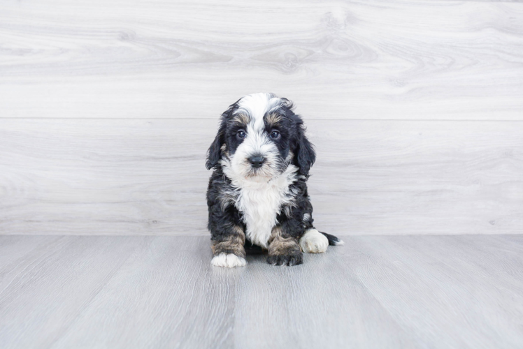 Funny Mini Bernedoodle Poodle Mix Pup