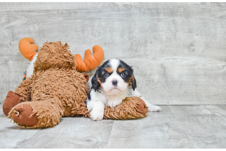 Cavalier King Charles Spaniel Puppy for Adoption