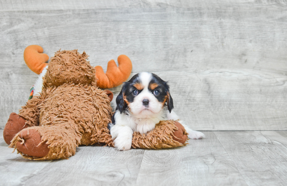 Cavalier King Charles Spaniel Puppy for Adoption