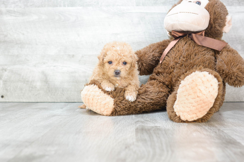 Little Havanese Baby