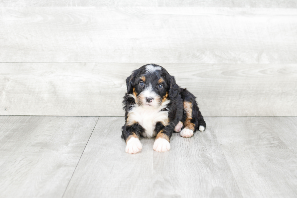 Mini Bernedoodle Pup Being Cute