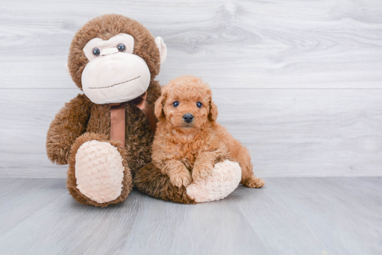 Energetic Golden Retriever Poodle Mix Puppy