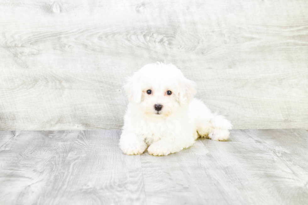 Funny Bichon Frise Purebred Pup