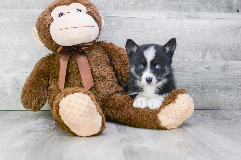 Pomsky Puppy for Adoption