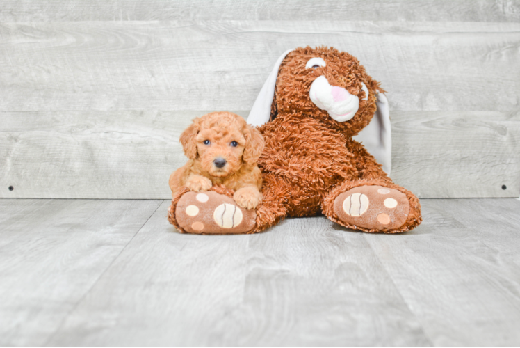 Mini Goldendoodle Pup Being Cute