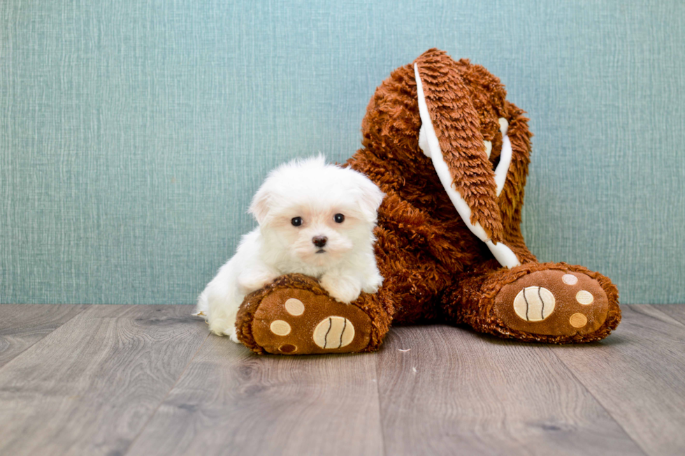 Maltese Pup Being Cute