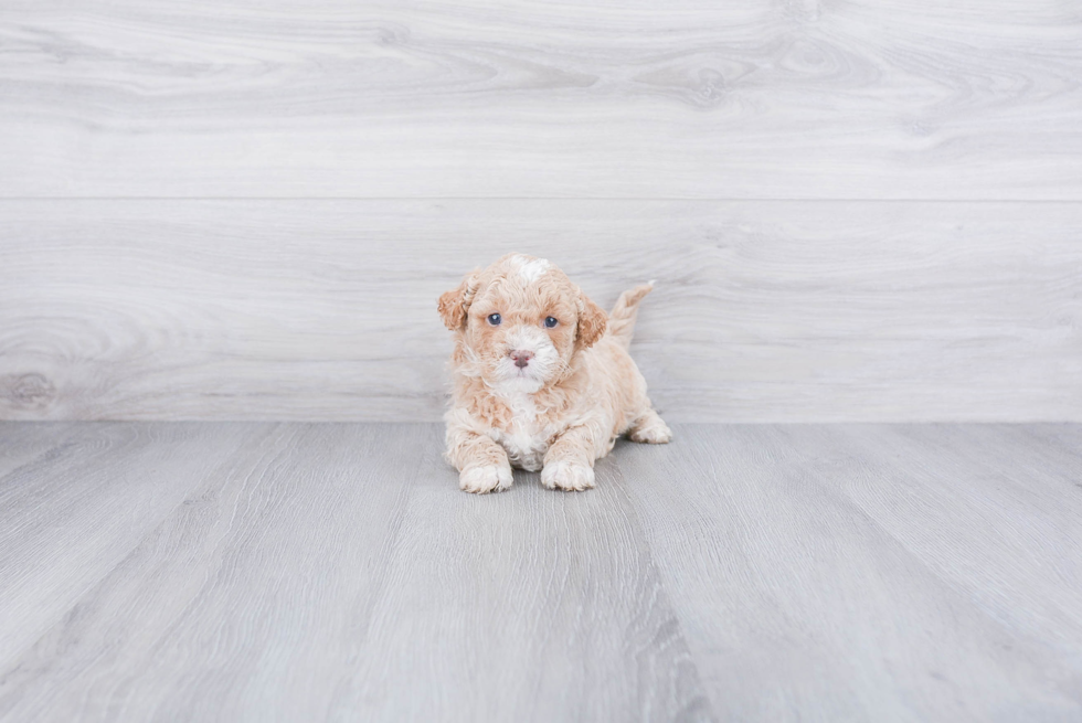 Petite Mini Goldendoodle Poodle Mix Pup