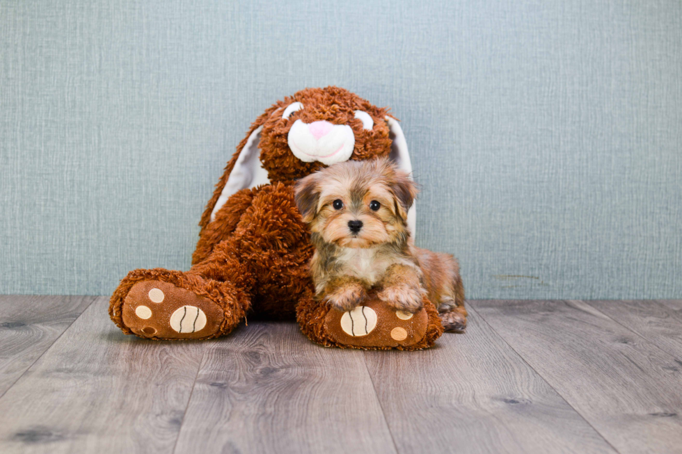 Energetic Yorkie Designer Puppy