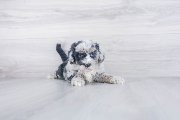 Best Mini Sheepadoodle Baby