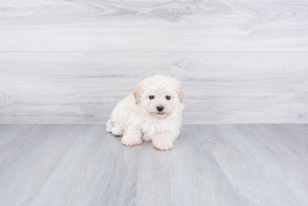 Hypoallergenic Maltese Poodle Poodle Mix Puppy