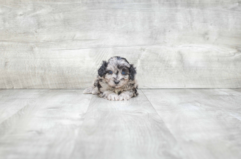 Best Mini Aussiedoodle Baby