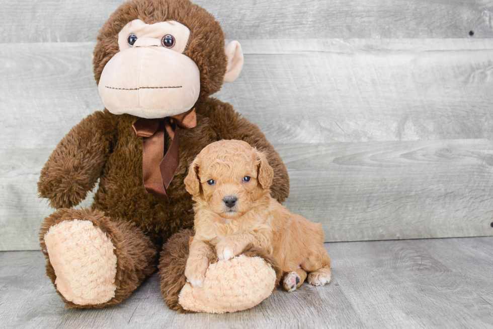 Playful Cavoodle Poodle Mix Puppy