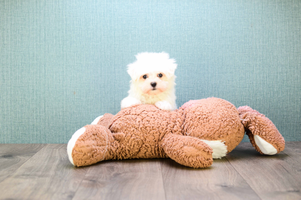 Maltese Puppy for Adoption