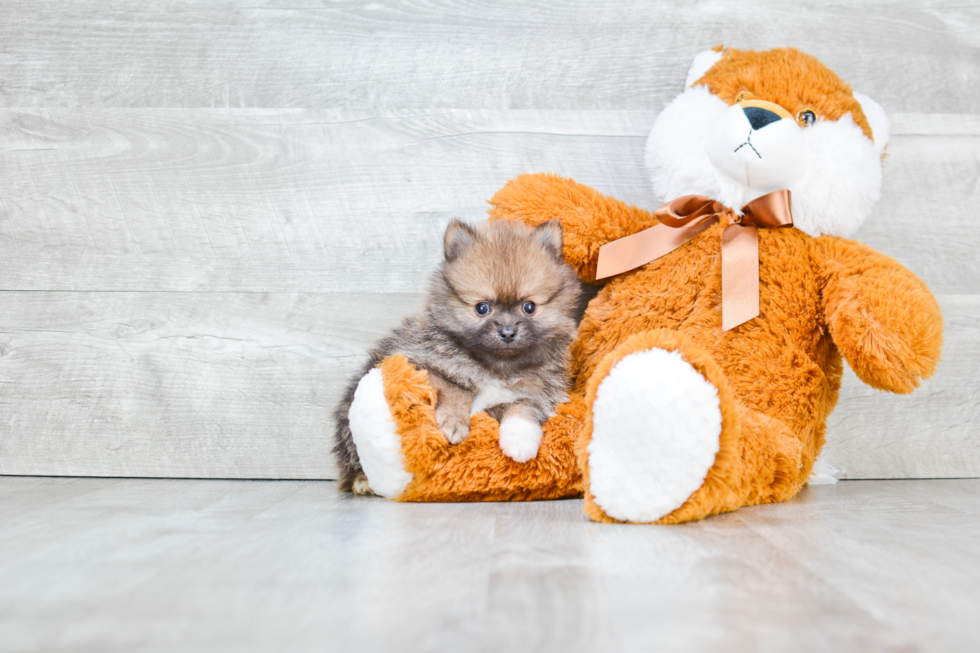 Friendly Pomeranian Baby