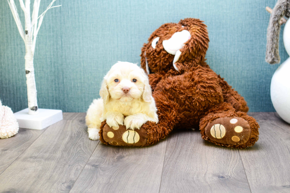 Cavapoo Pup Being Cute