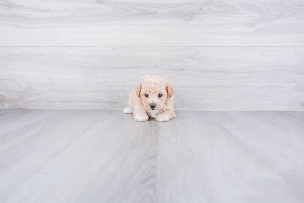 Funny Maltipoo Poodle Mix Pup