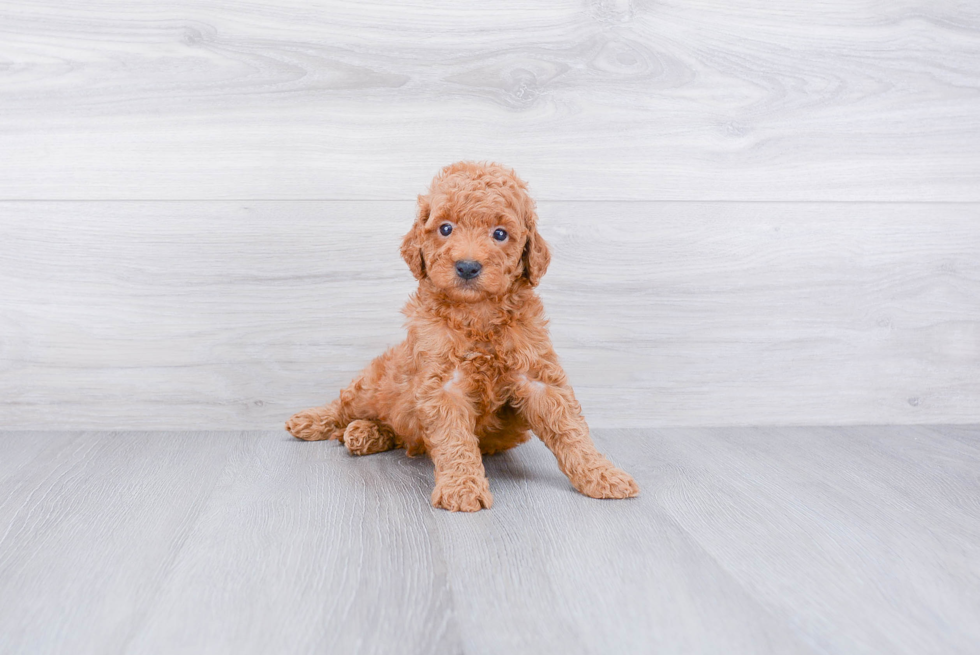 Mini Goldendoodle Puppy for Adoption