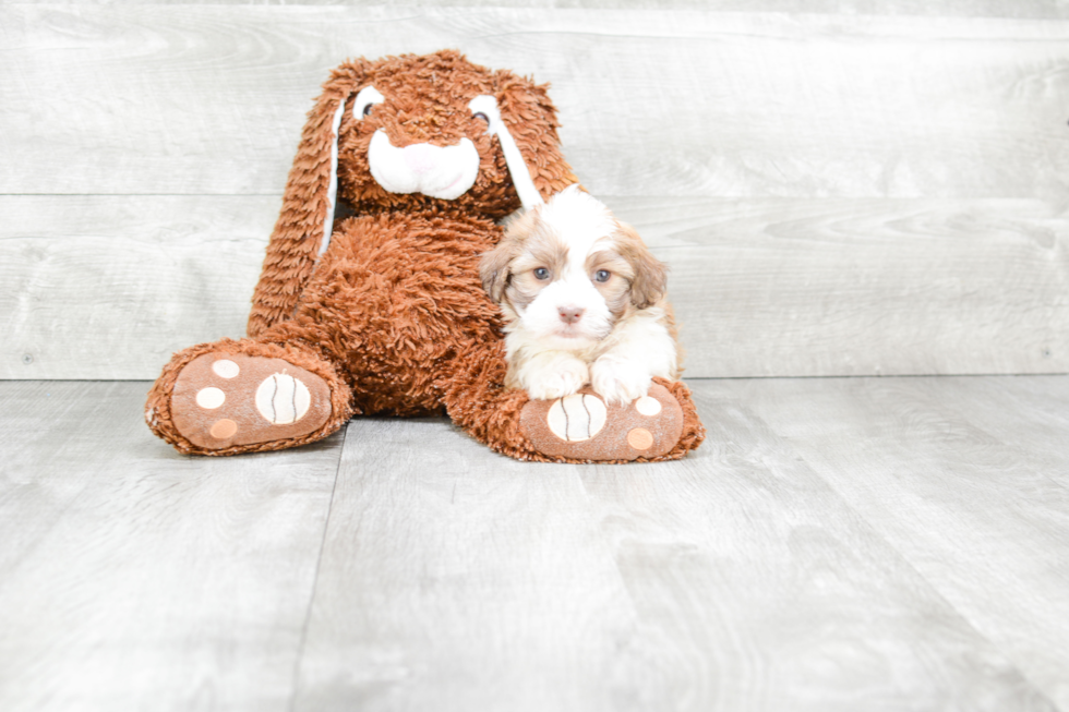 Little Havanese Purebred Pup