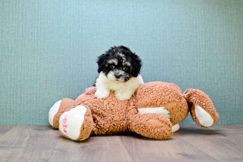 Friendly Havanese Purebred Pup