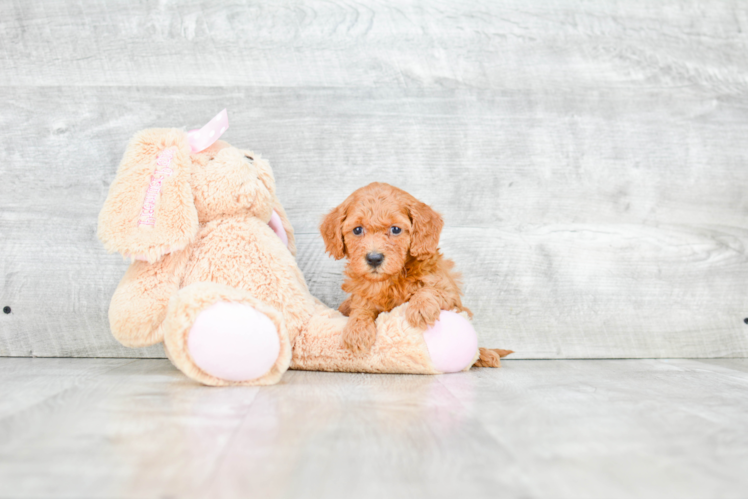 Small Mini Goldendoodle Baby