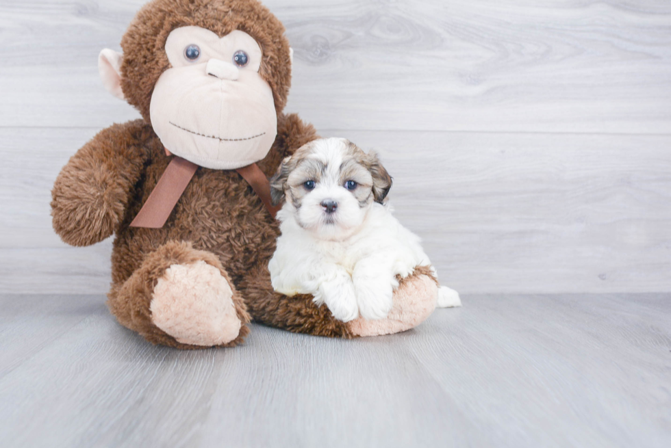 Energetic Shichon Designer Puppy