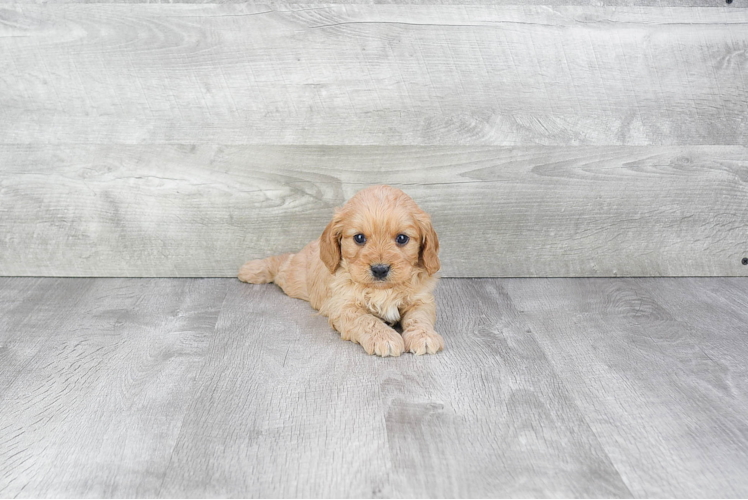 Cavapoo Puppy for Adoption