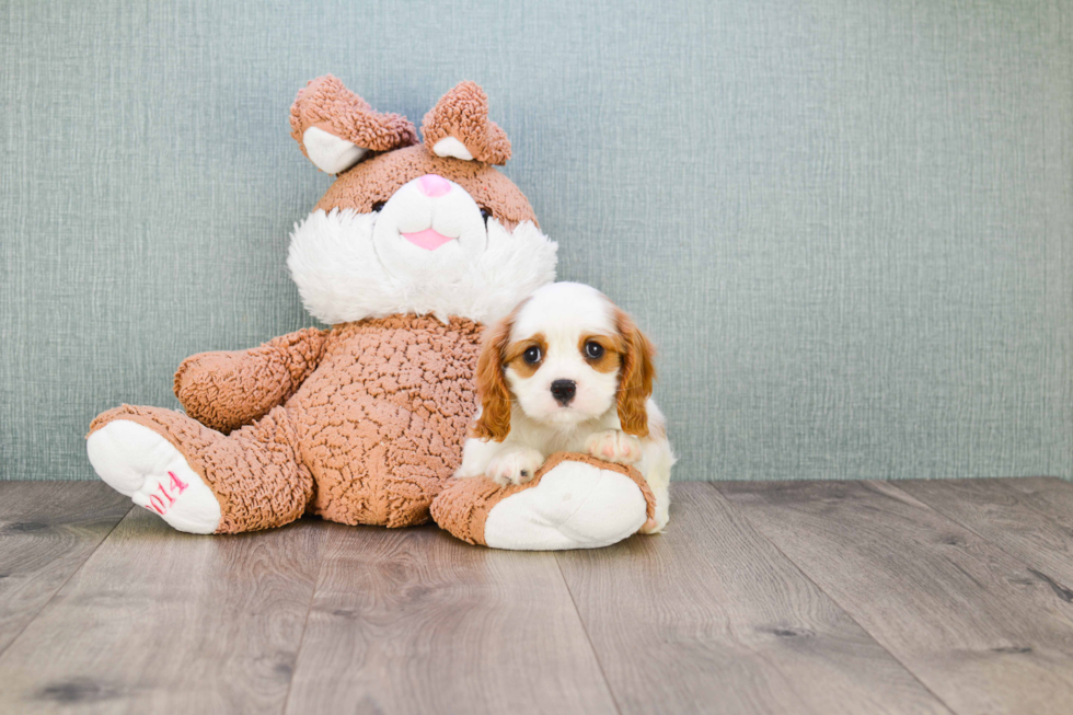 Best Cavalier King Charles Spaniel Baby