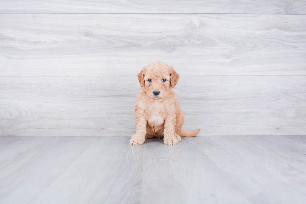 Small Mini Goldendoodle Baby