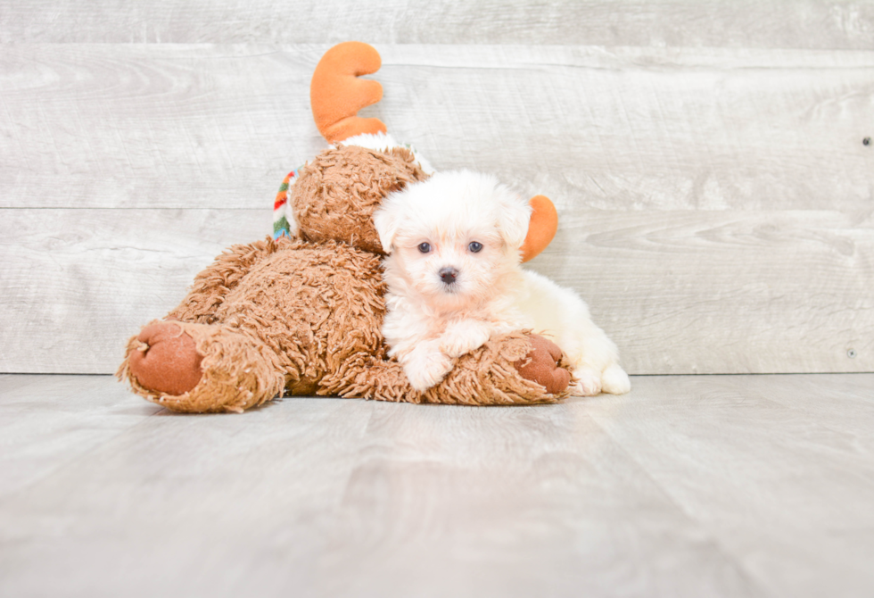 Smart Teddy Bear Designer Pup