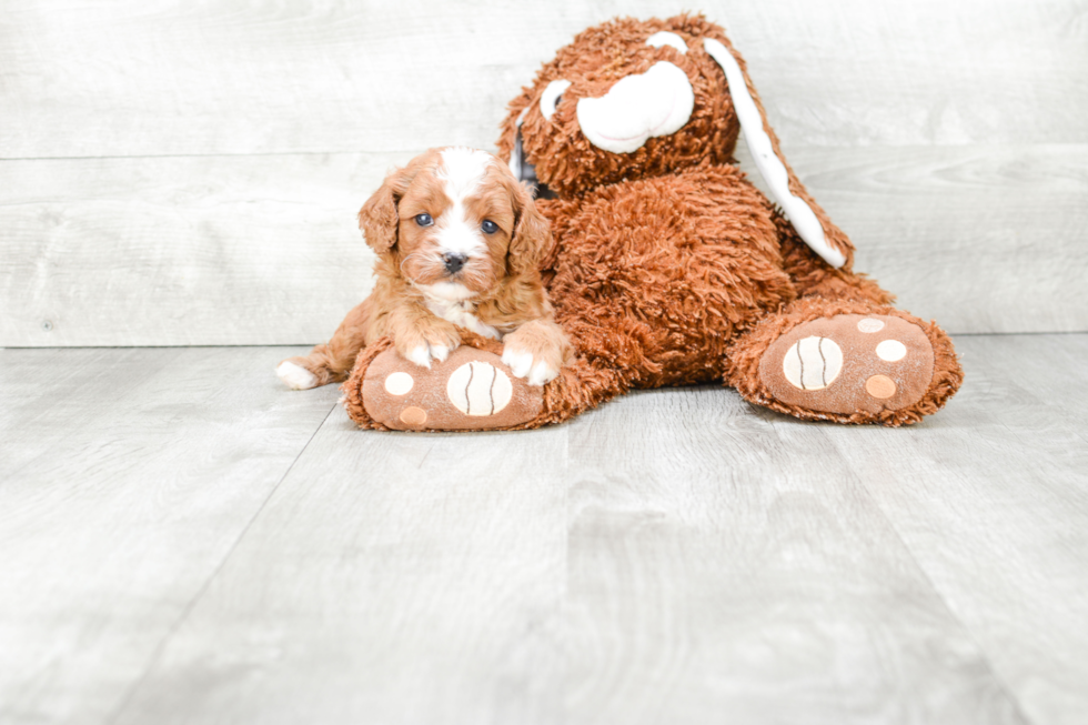 Hypoallergenic Cavoodle Poodle Mix Puppy