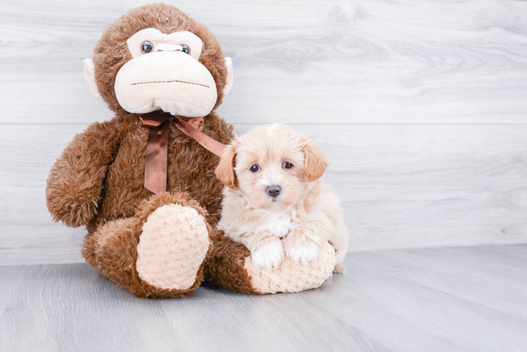 Maltipoo Pup Being Cute