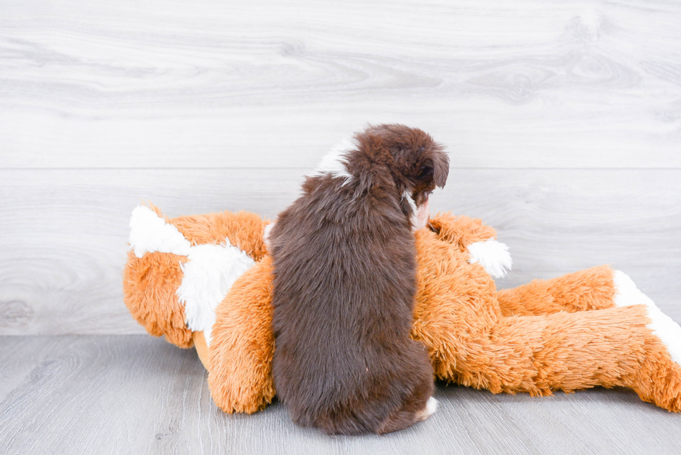 Mini Aussiedoodle Pup Being Cute