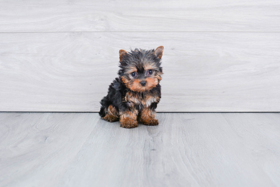 Meet Ronaldo - our Yorkshire Terrier Puppy Photo 