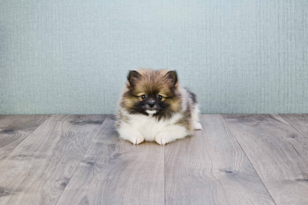 Energetic Pomeranian Purebred Puppy