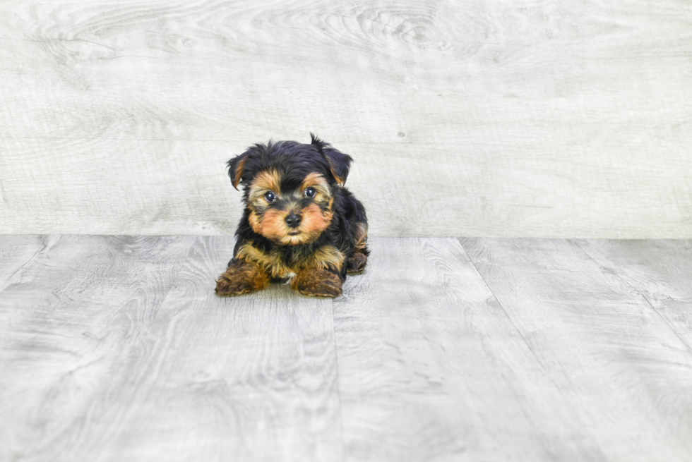 Meet Roscoe - our Yorkshire Terrier Puppy Photo 