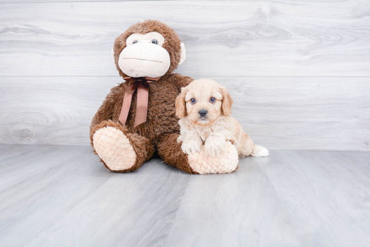 Cavapoo Puppy for Adoption