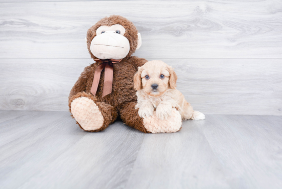 Cavapoo Puppy for Adoption