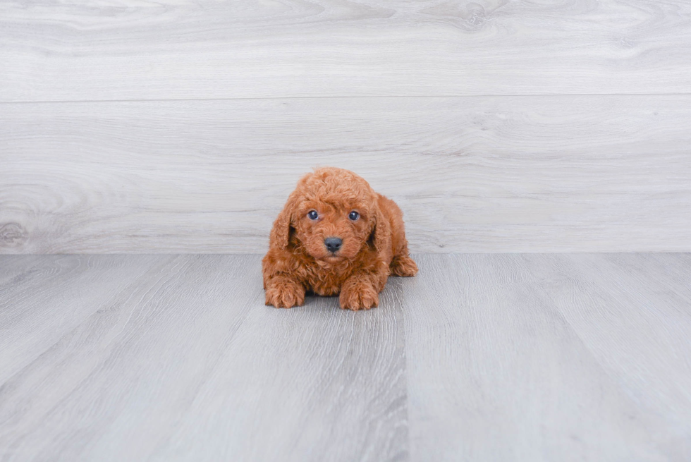 Mini Goldendoodle Pup Being Cute