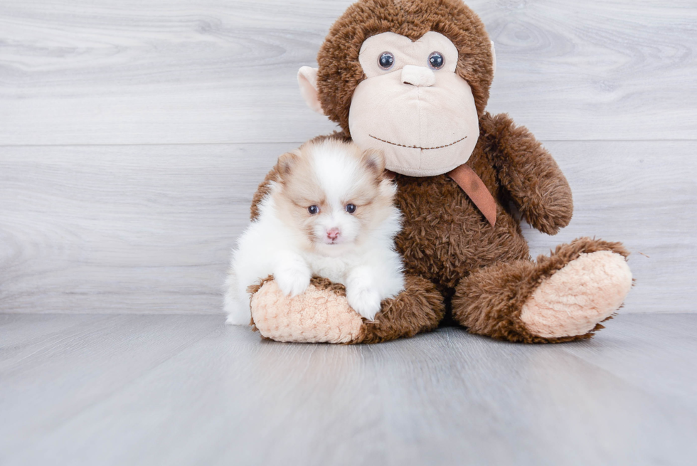 Adorable Pomeranian Purebred Puppy