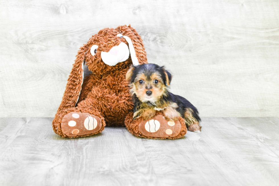 Meet Steph - our Yorkshire Terrier Puppy Photo 