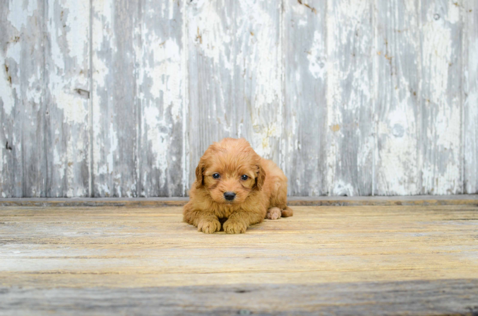 Mini Goldendoodle Puppy for Adoption